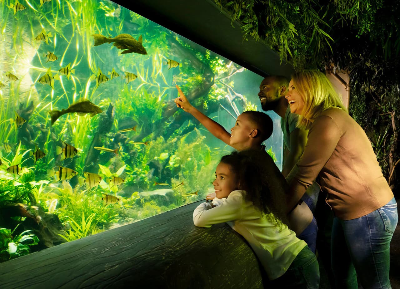 COMBO: SEA LIFE London Aquarium + FREE Hubby eSim - main image